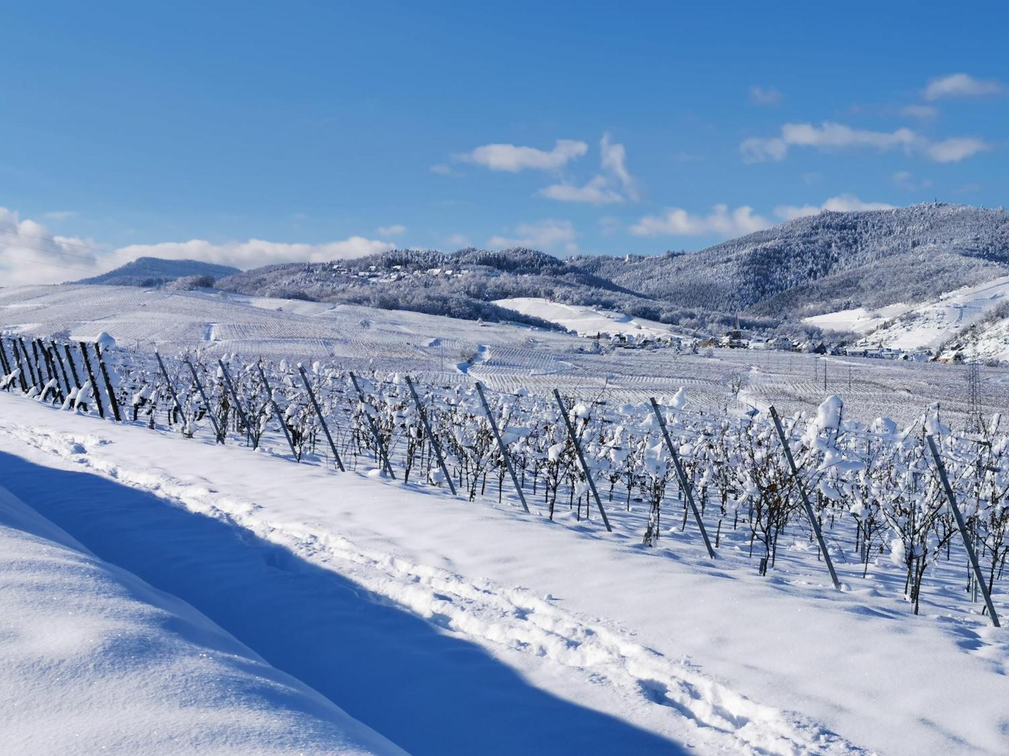 Entre Ville Et Vignes - Gite Classe 3 Etoiles インガースハイム エクステリア 写真